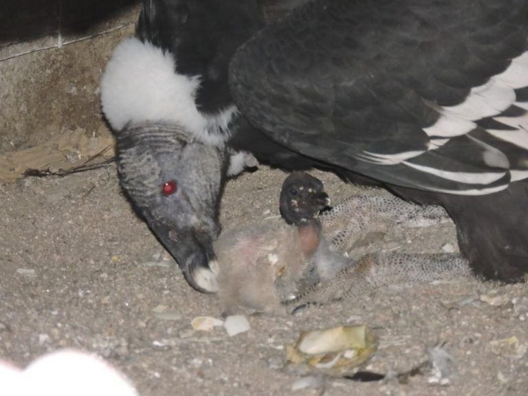 El pequeño Yastay, el primer cóndor nacido en cautiverio el 23 de noviembre de 2019.