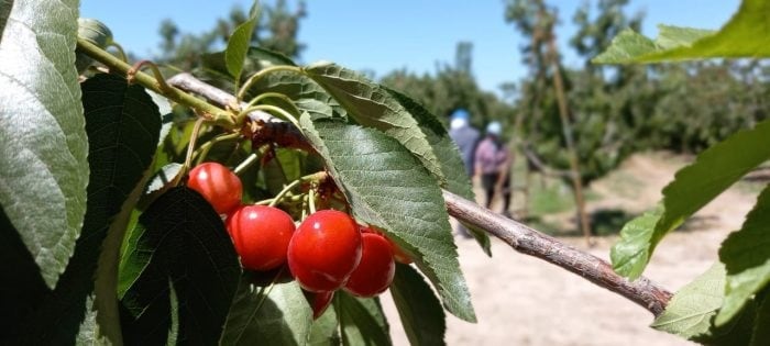 Las líneas de crédito son a una tasa fija y anual del 21% y está destinada a pymes agroindustriales y la vitivinicultura. Gentileza Gobierno de Mendoza