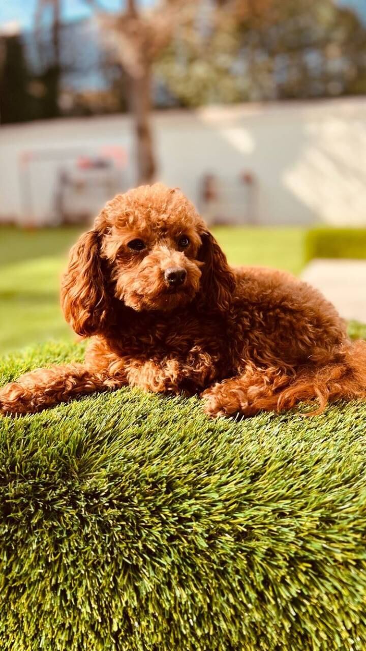 El "hermano" de "Hulk" tuvo la chance de disfrutar del pasto y el sol durante el fin de semana.