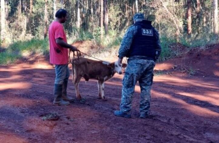 Montecarlo: recuperan una cabeza de ganado robada a un colono.