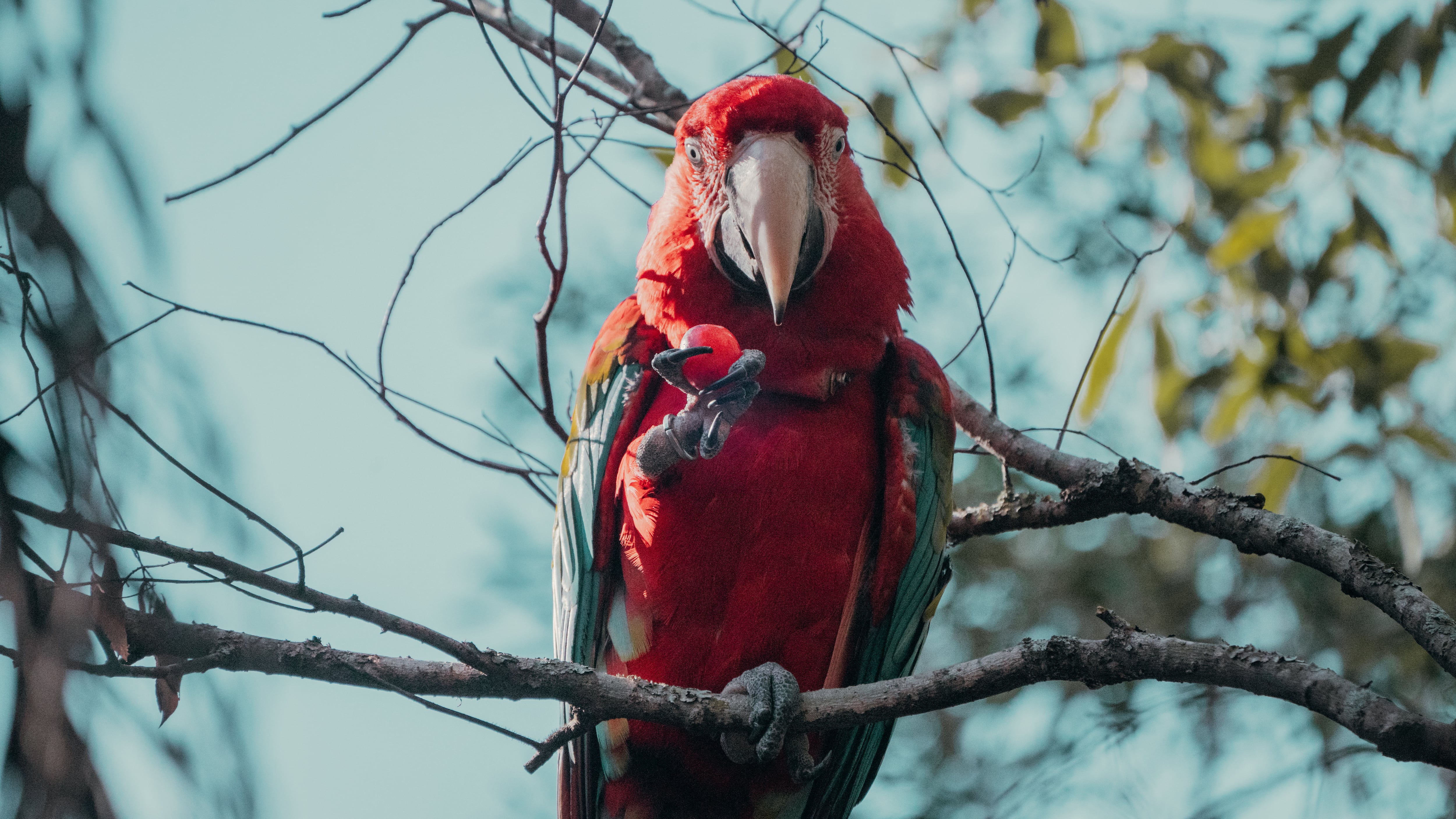 Guacamayo rojo.