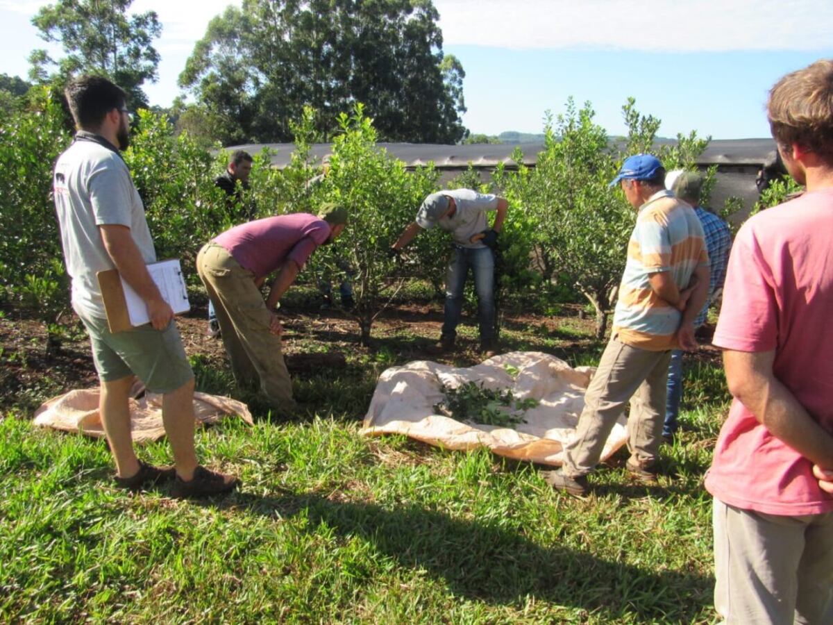 San Pedro: capacitan a productores sobre manejo de suelo y cosecha de yerba mate