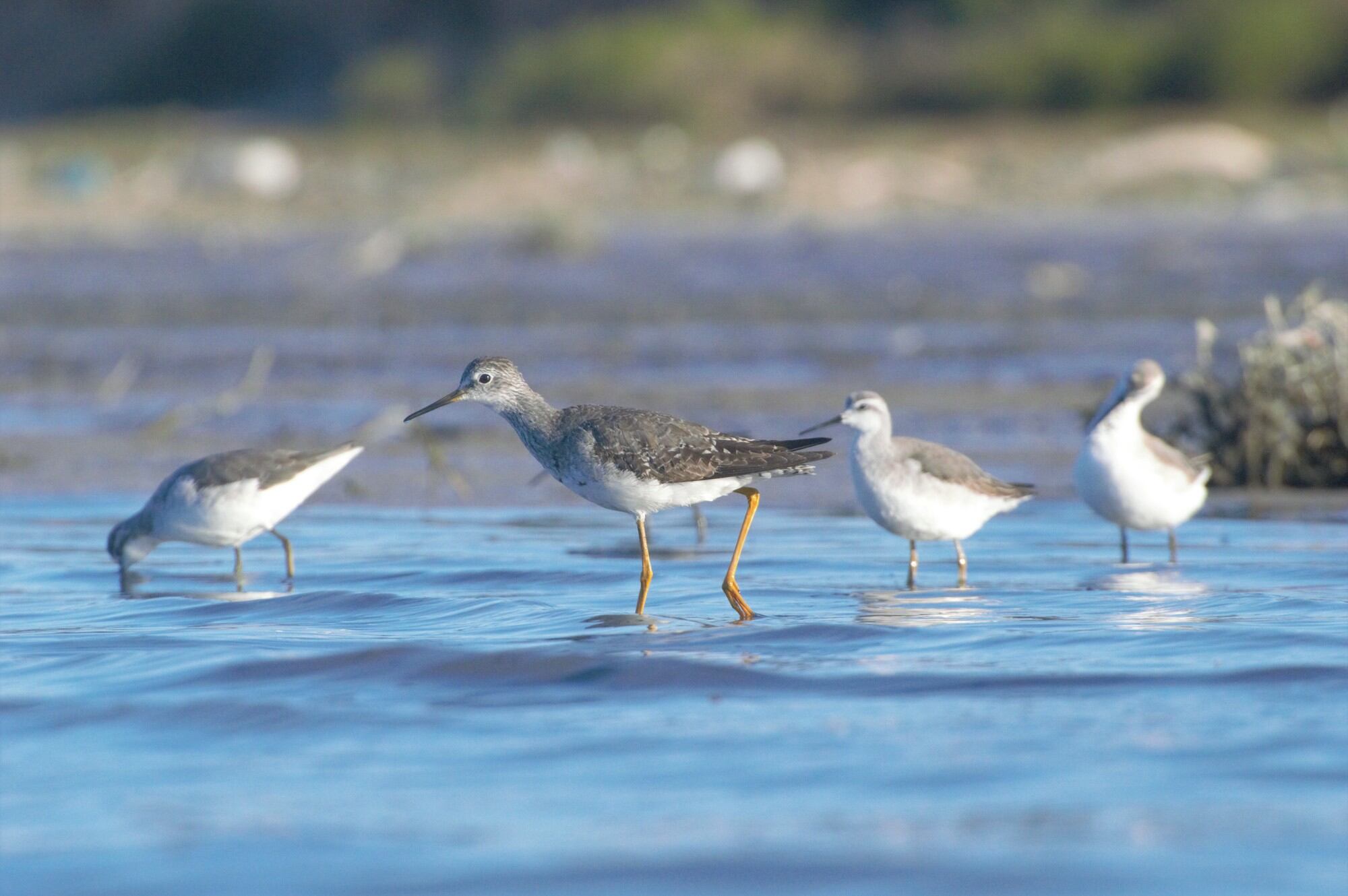 Aves playeras en Mar Chiquita.