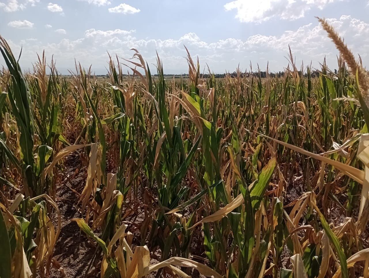 El efecto de la sequía se sintió en el dólar agro, tras la caída en la liquidación de los cultivos. 