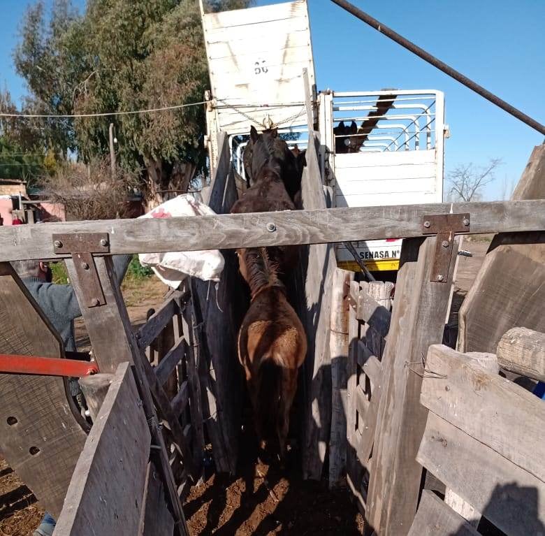 Trasladaron a Maipú los caballos rescatados en San Rafael. 