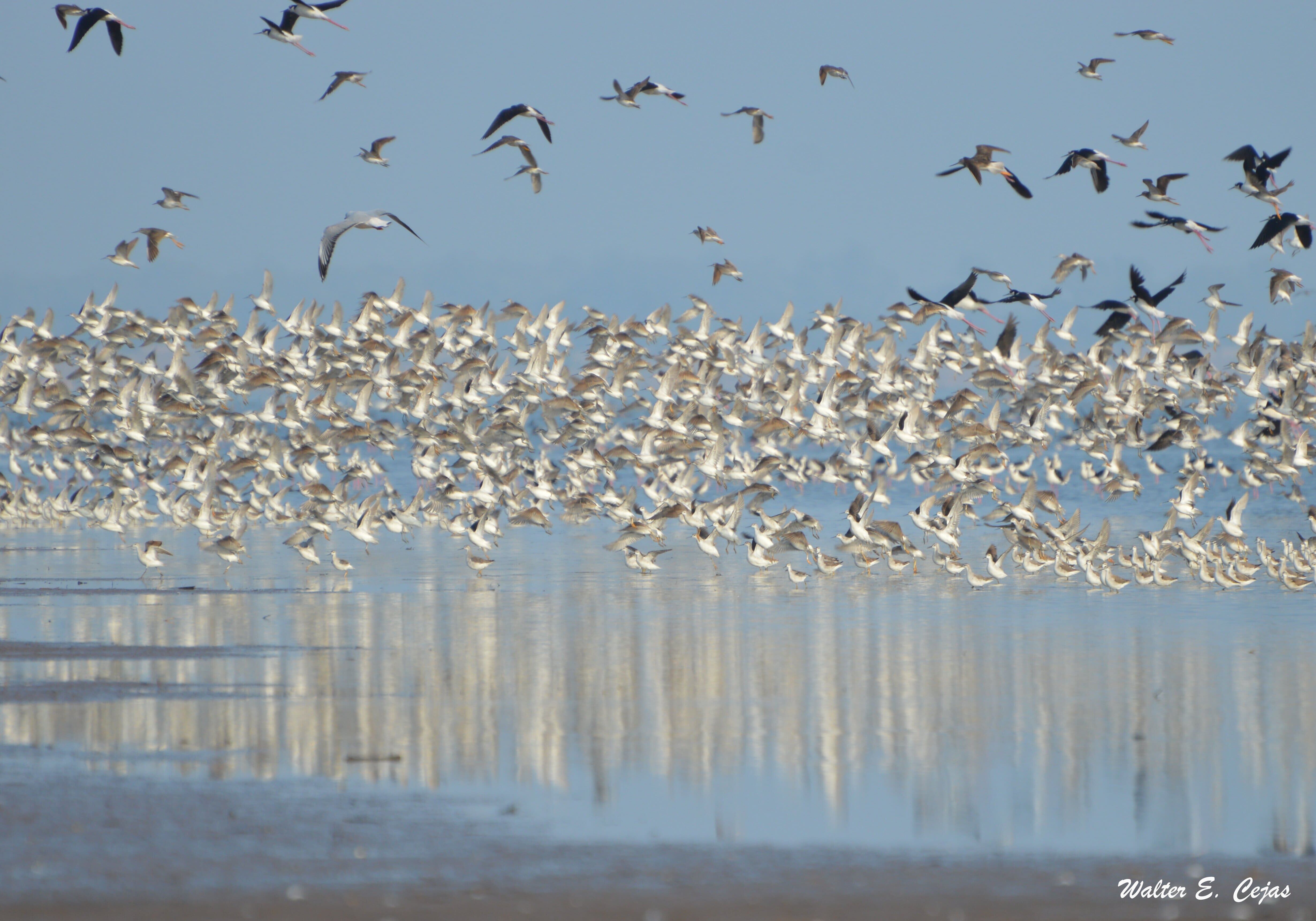 Bandada de aves playeras - PH Walter Cejas