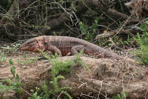 Iguana colorada encontrada en un Hospital de Merlo