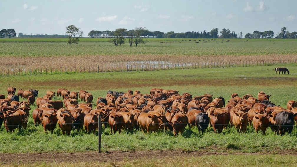 GANADERÍA. Un especialista asegura que hay que cambiar radicalmente el modo de medir las emisiones de gases de efecto invernadero (Palabra Rural)