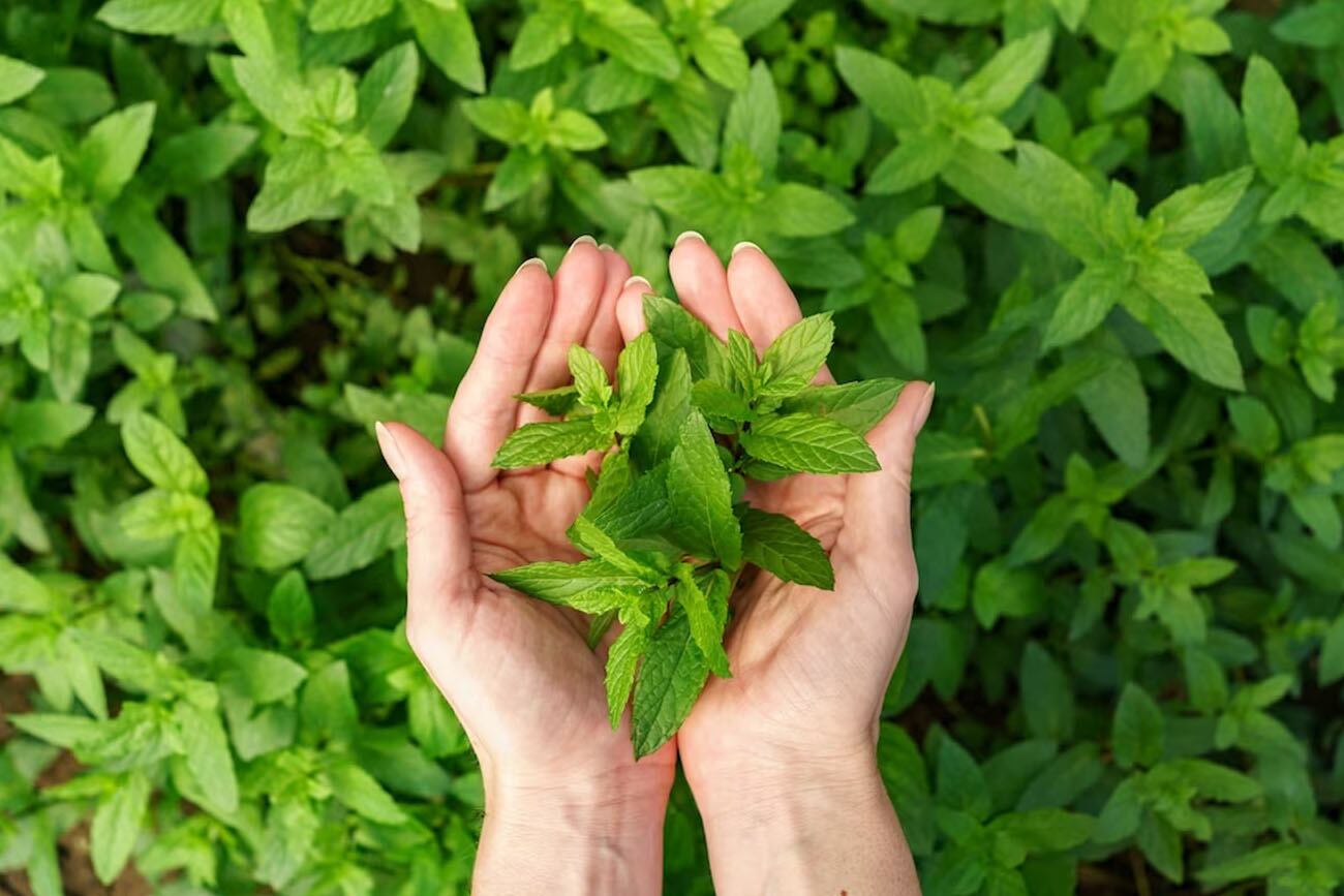 El infalible ritual con menta para alejar las malas energías