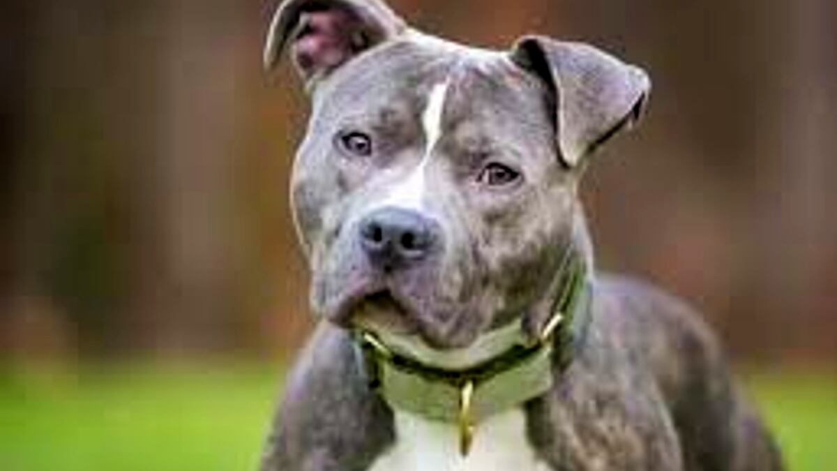 Sur de Córdoba: denuncia que un pitbull le mató seis ovejas
