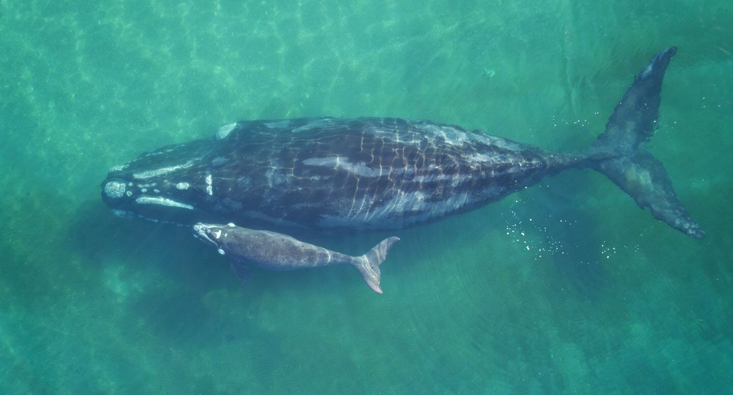 Piden habilitar el Buceo con ballenas.