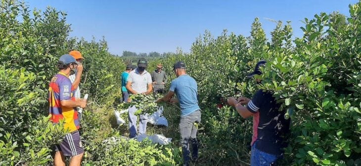 Capacitación a productores en Wanda