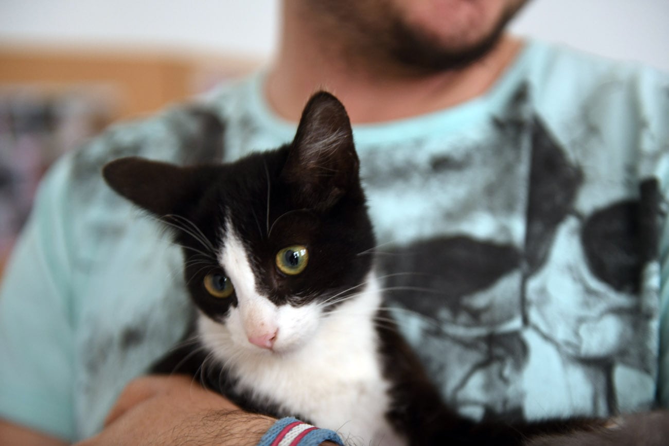 Nuestros perros y gatos también están expuestos a las picaduras de los mosquitos.