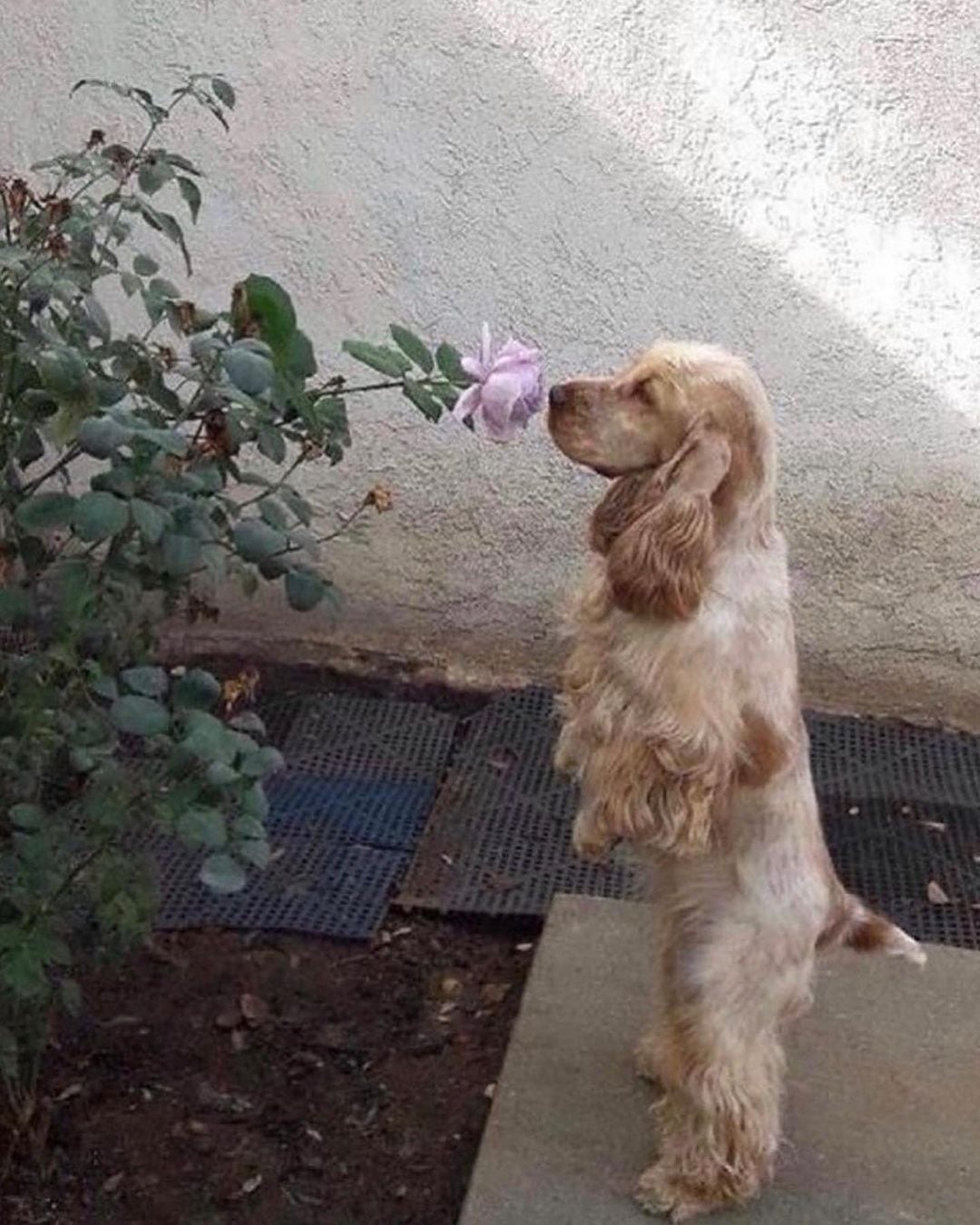 El perro de Celeste Cid