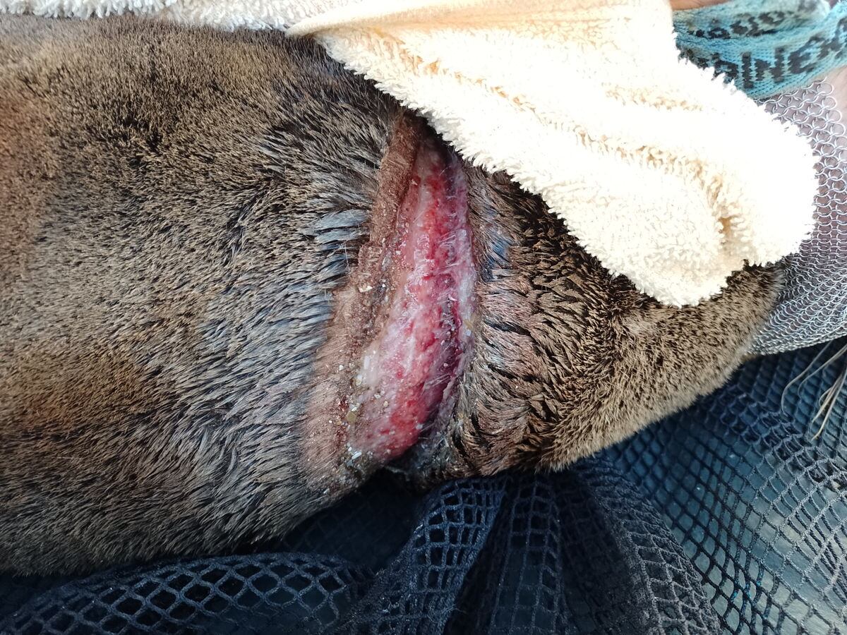 Un envoltorio plástico hirió gravemente un lobo marino en Punta Médanos