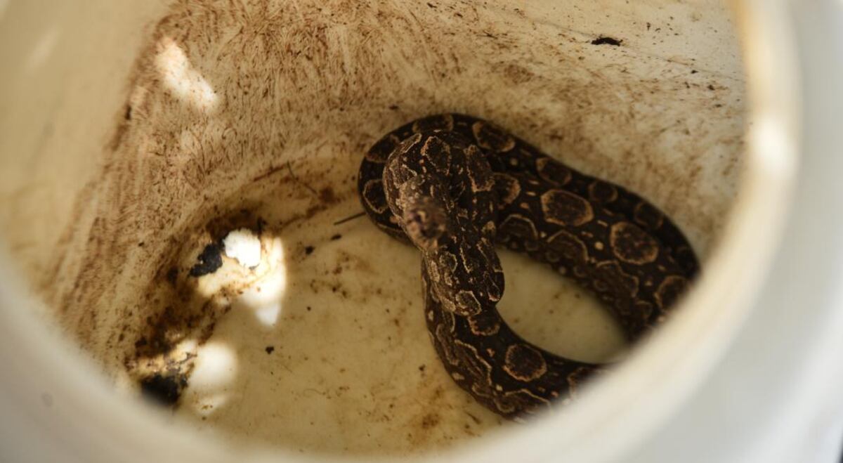 Córdoba insólita: allanaron una casa y encontraron 17 víboras, tarántulas y otras especies exóticas