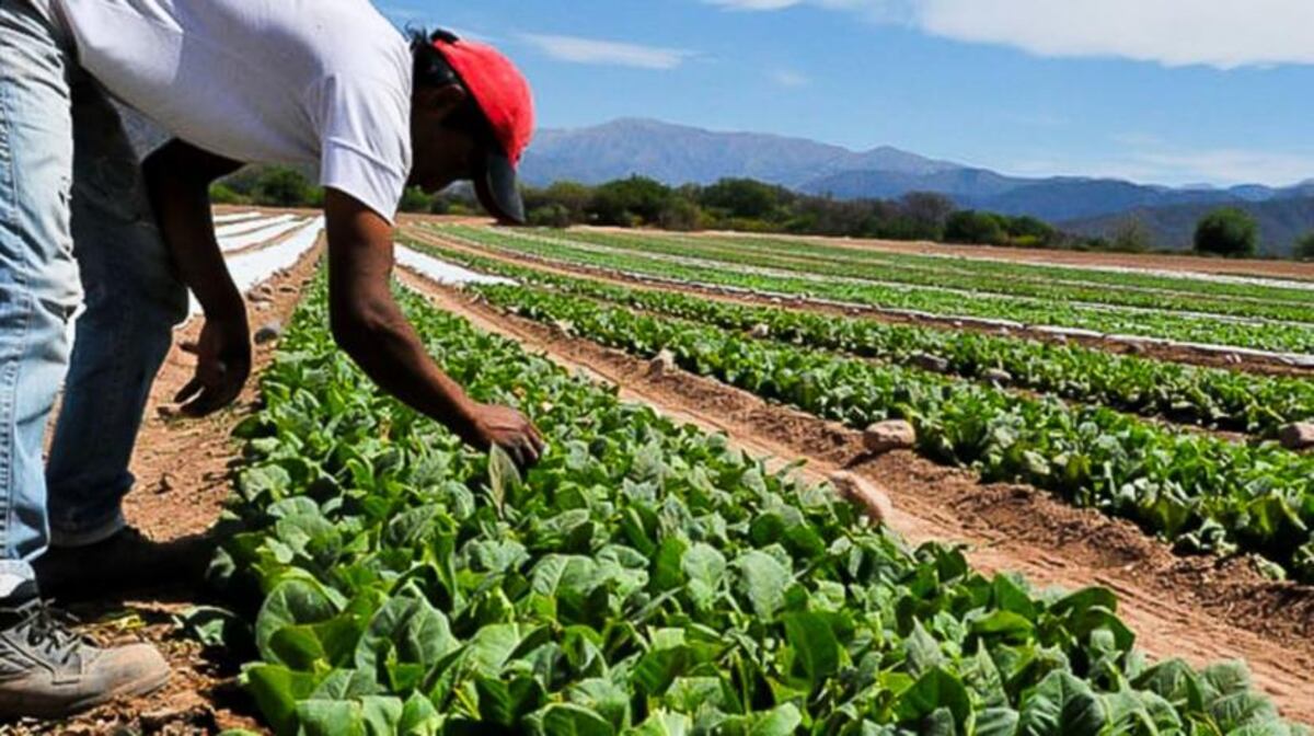Pago a los tabacaleros en La Cocha