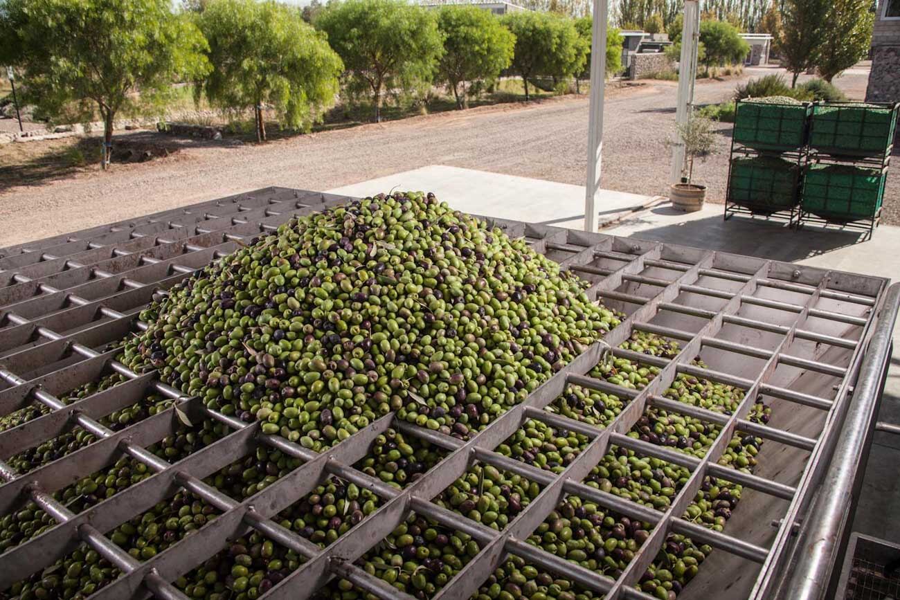 Olivas de Familia Zuccardi.