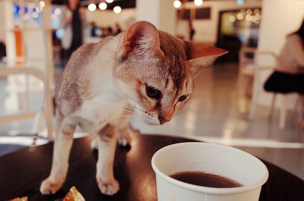 Café con gatos