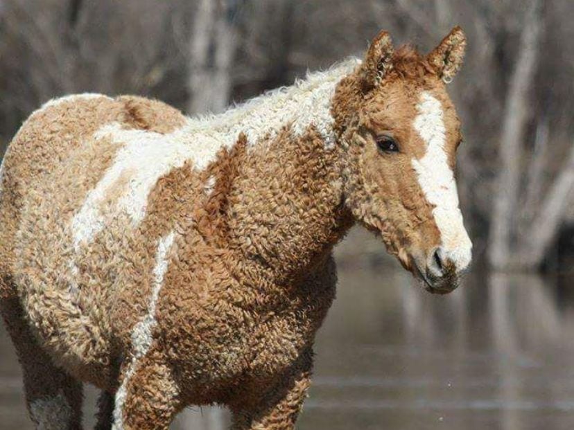 Bashkir Curly, la distintiva raza de caballo que aún existe en Río Negro.