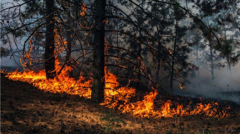 Chucul. Un rayo cayó en un campo e inició un incendio en una plantanción de pinos (Foto LV16).