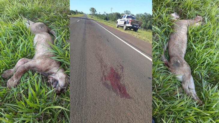 Atropellaron y mataron a un puma