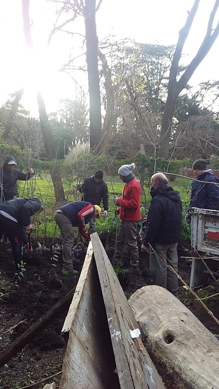 Forestación de las avenidas Ameghino y Almafuerte