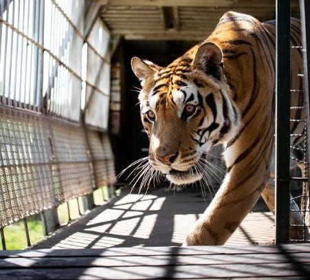 Los "Tigres del tren" de San Luis serán trasladados a un santuario en Sudáfrica.