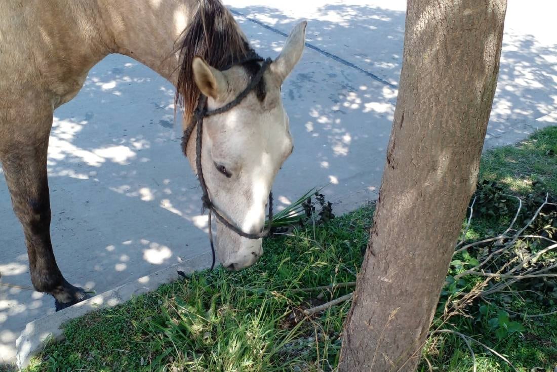 Caballos comiendo del pasto de un vecino