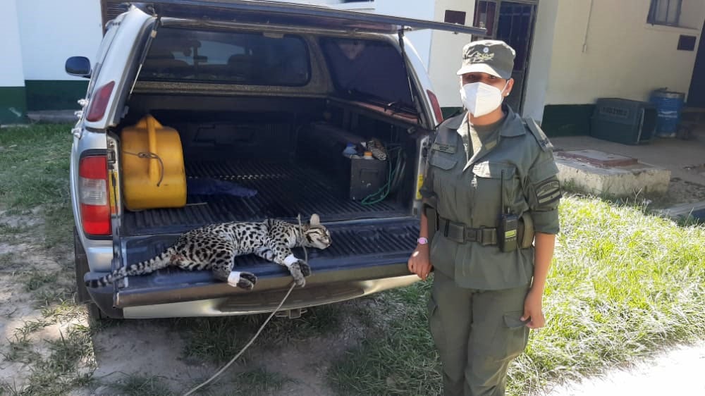 Rescataron un ocelote herido en el norte de Salta