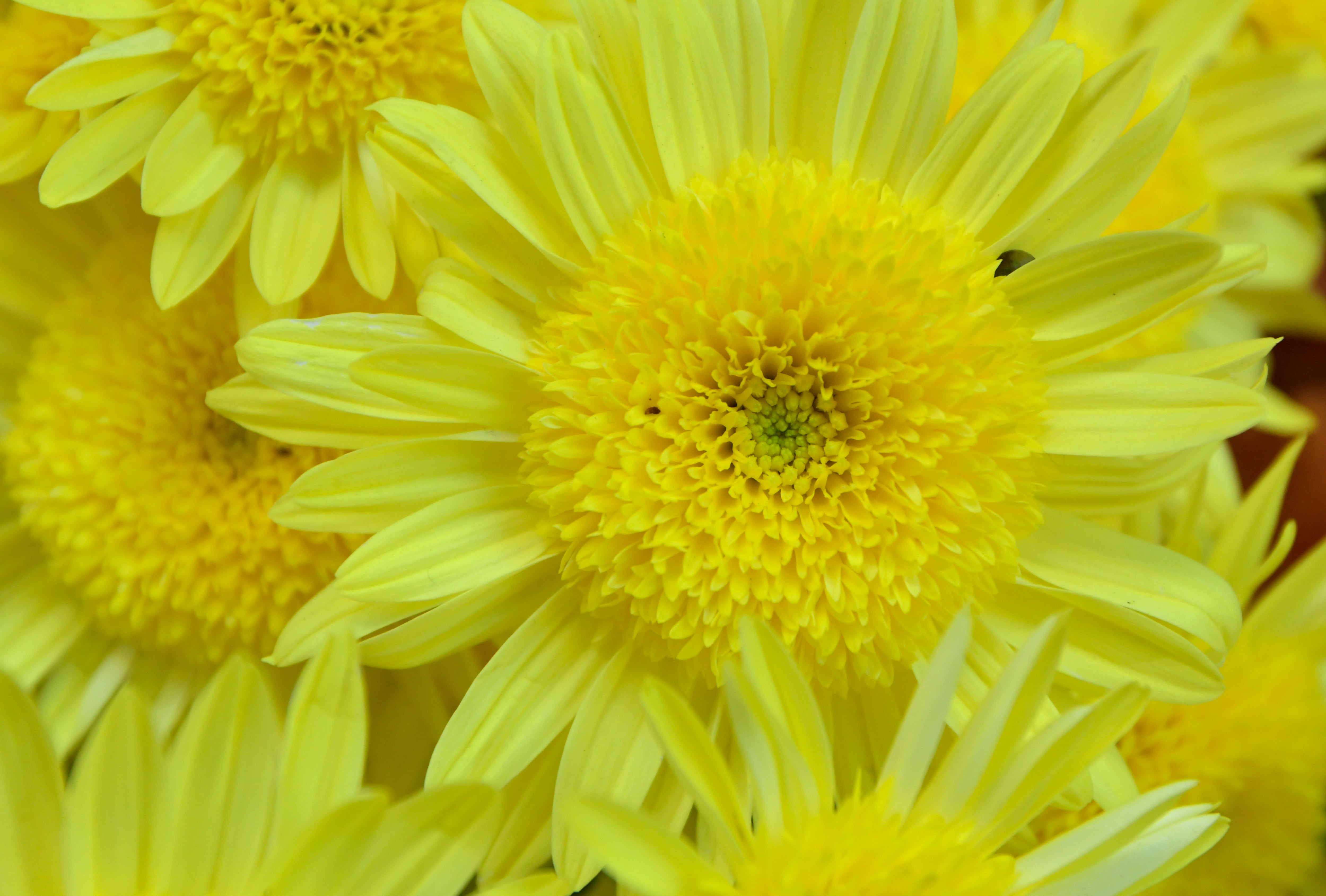 Los claveles se pueden conseguir en el puesto de flores de la Alameda. 
Foto: Orlando Pelichotti / Los Andes