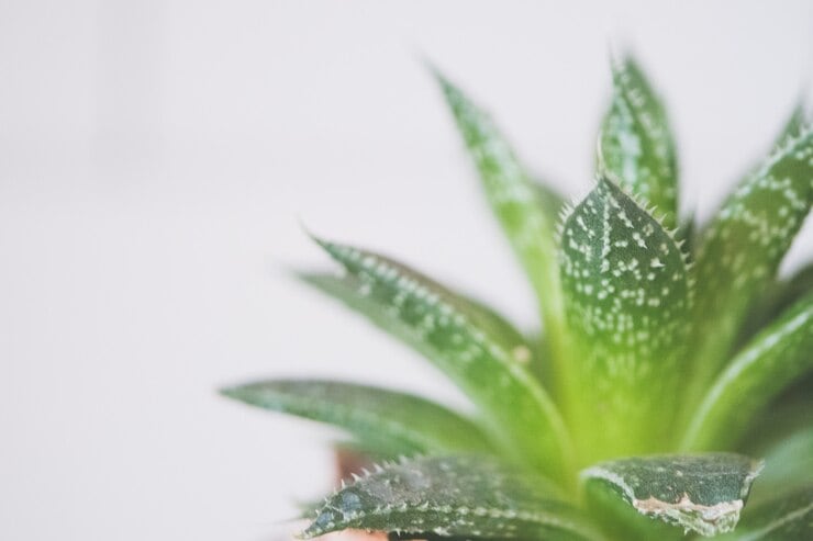 El aloe vera es una de las plantas más conocidas para combatir el calor.