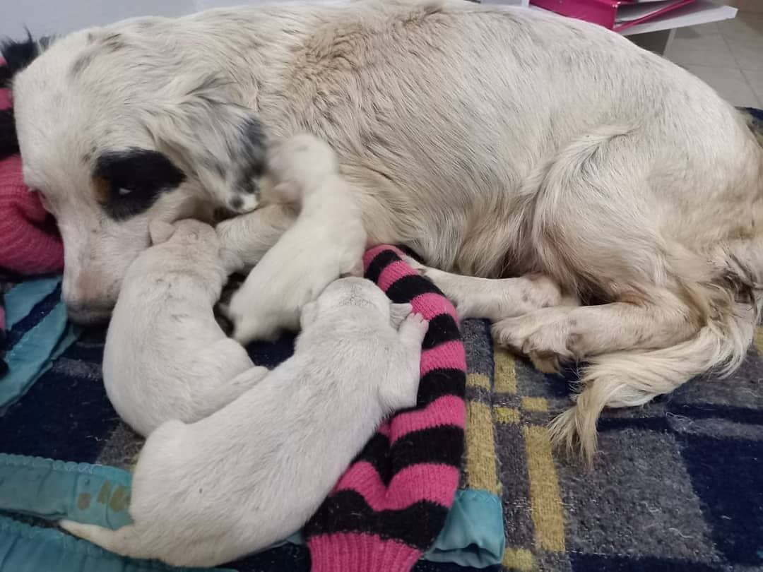 Son muchos los animales de la ciudad de Salta que buscan un hogar cálido este invierno.