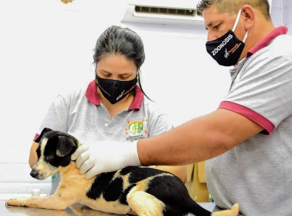 Zoonosis Municipal esterilizó a 1300 mascotas en el municipio de Montercalo.