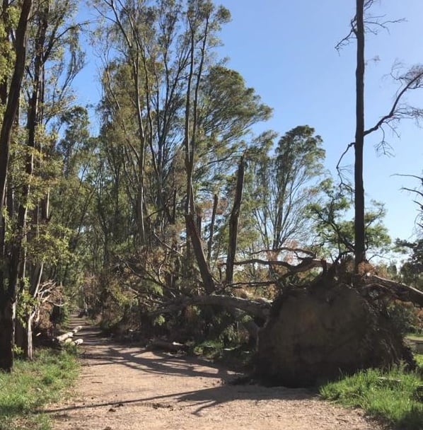 Se finalizó el trabajo de mantenimiento y seguridad en el predio del Parque Cabañas de Tres Arroyos