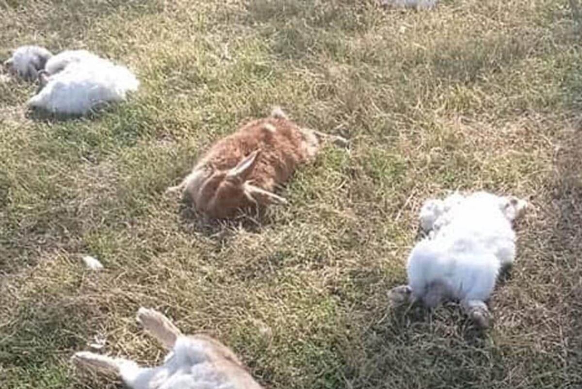 General Roca: 63 animales murieron por el ataque de dos perros