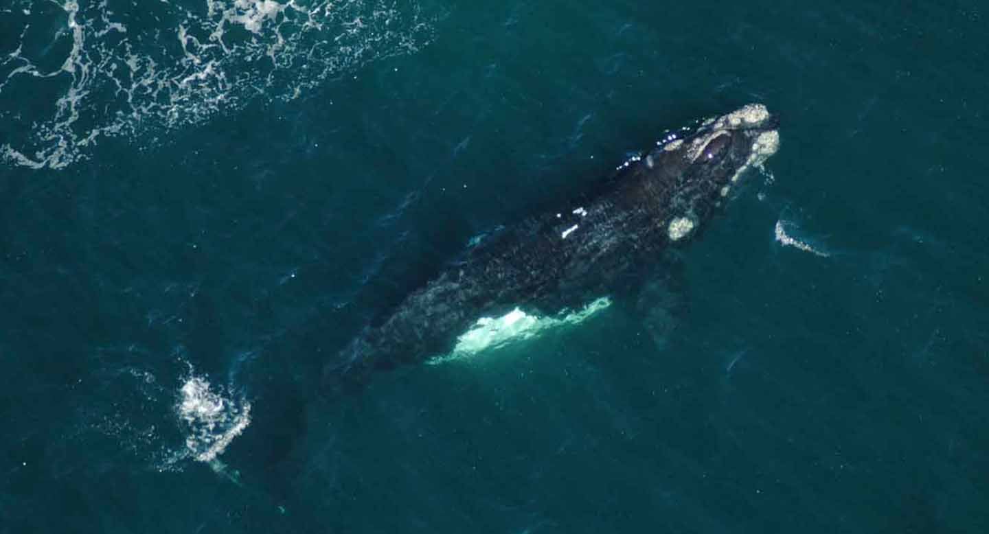 Hueso tiene una particular mancha en su espalda que la distingue entre otras ballenas.