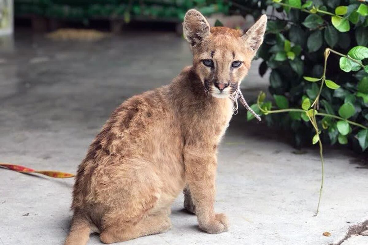 Córdoba: rescataron un cachorrito de puma que estaba atado a un alambrado