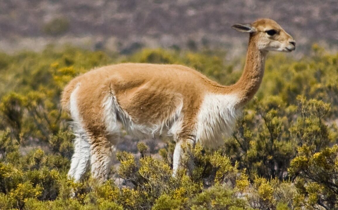 VICUÑA