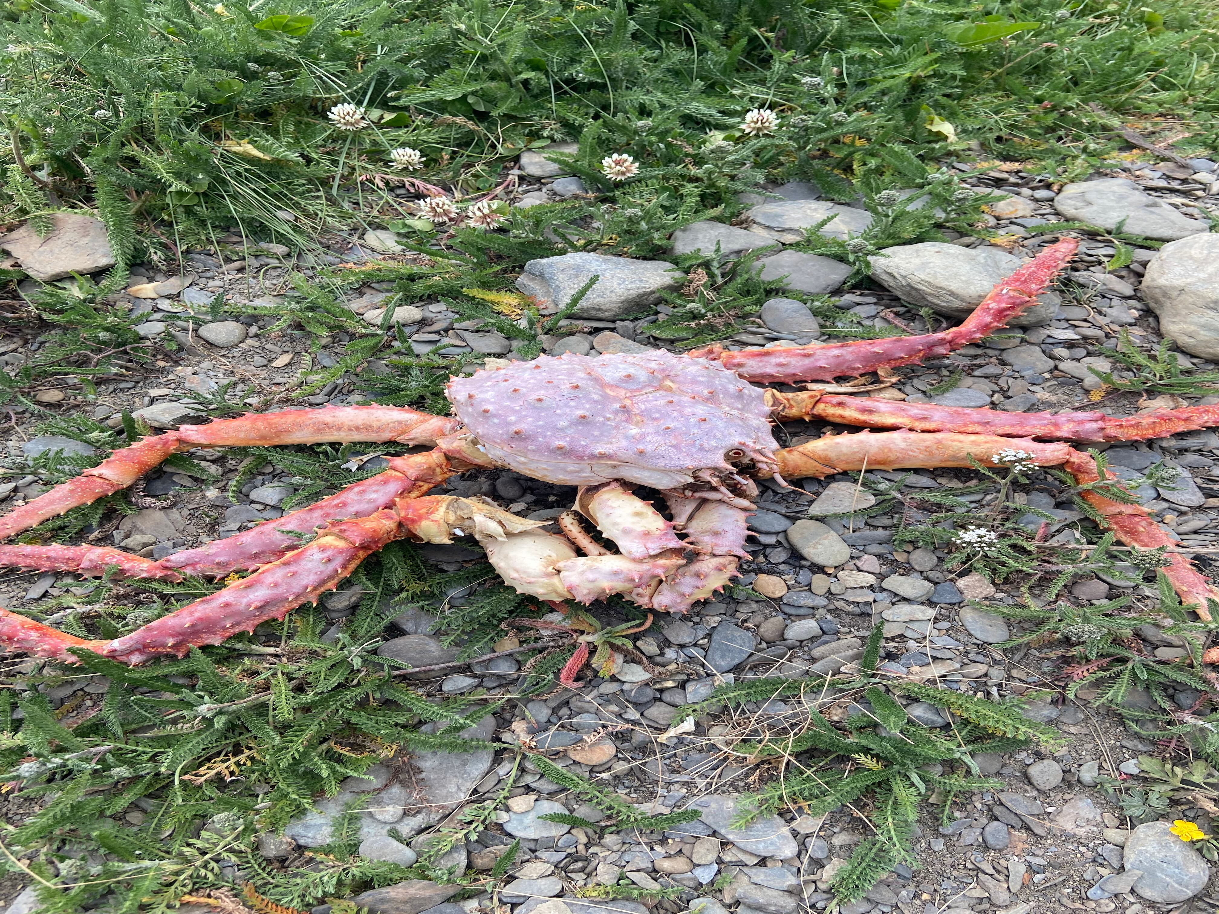 La centolla, el manjar que los turistas buscan cuando llegan a Ushuaia. Se consigue en Puerto Almanza.