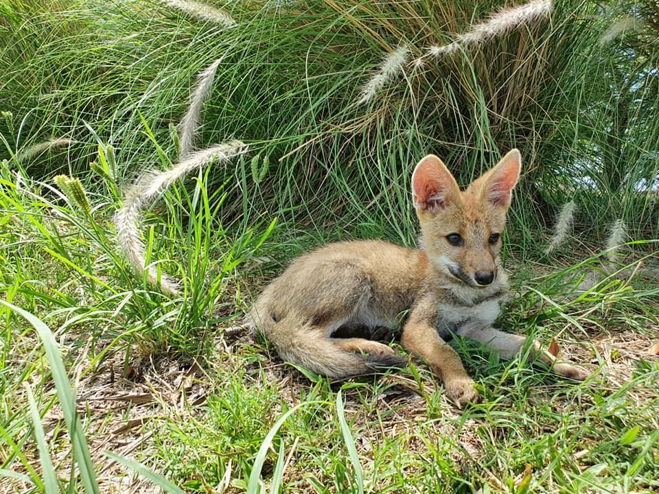 Zorrito es puesto en libertad en el Parque San Carlos.