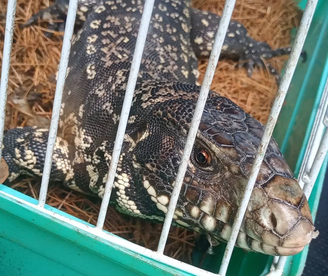 Apareció un lagarto overo en el centro de Tandil