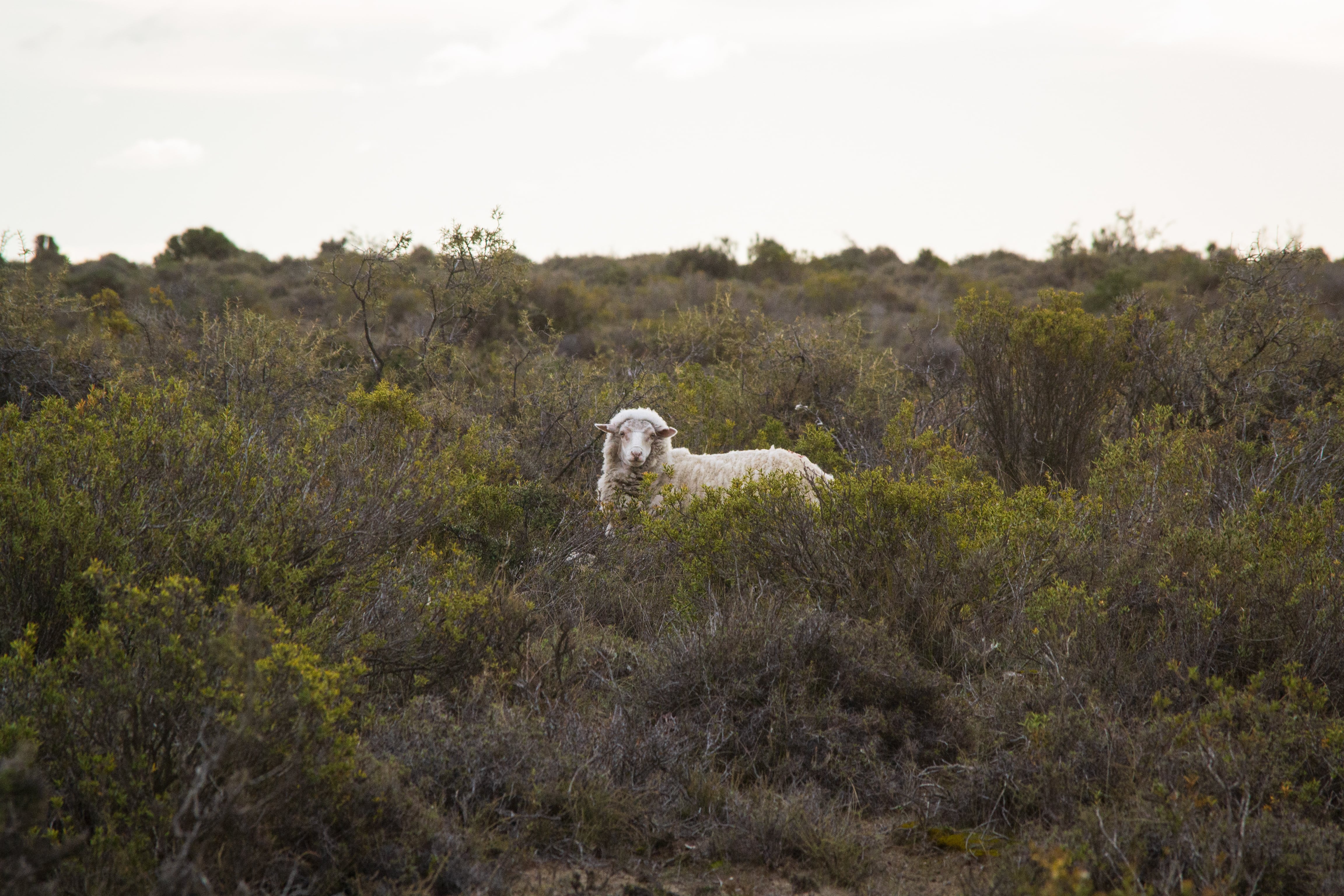 Fauna y flora en Península Valdés