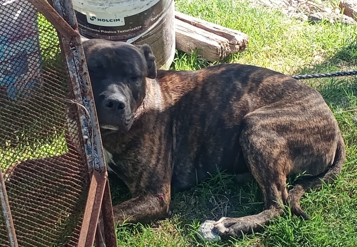 Córdoba: un hombre de 76 años fue mordido por perros en su rostro y sus genitales