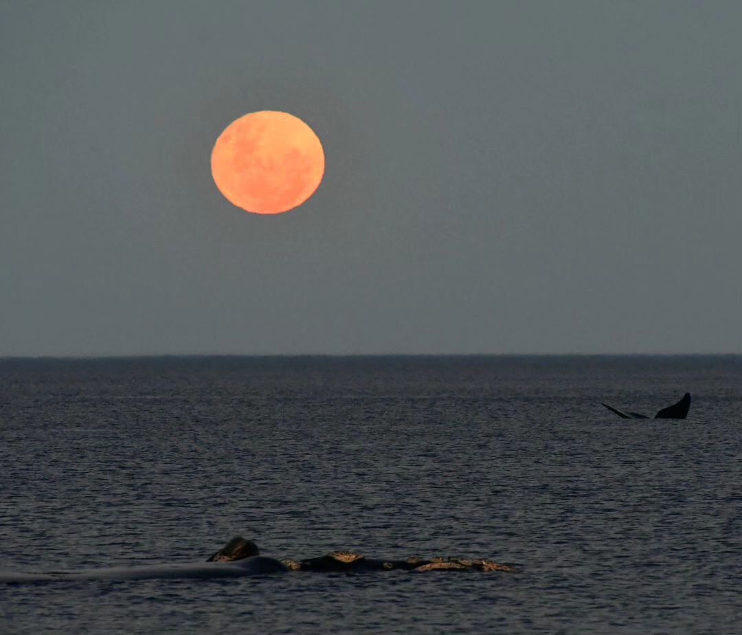 Las ballenas nadando frente a la luna llena en Puerto Madryn.