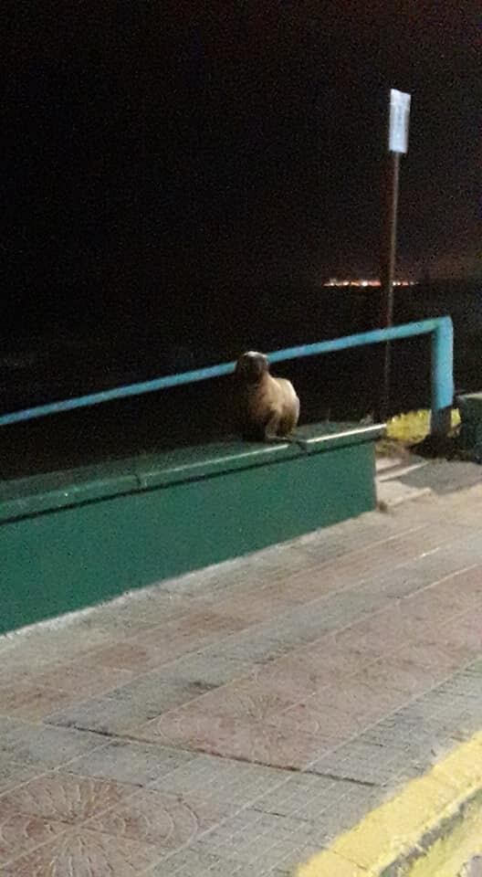 El animal regresó al mar después de unas horas