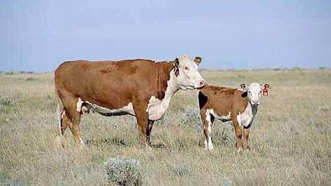 Figurita difícil. La vaca es un bien escaso en los planteles de cría ganaderos. Foto: LaVoz