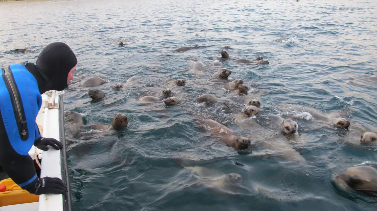 Los lobos marinos, uno de los puntos más característicos de la fauna marina de Puerto Madryn