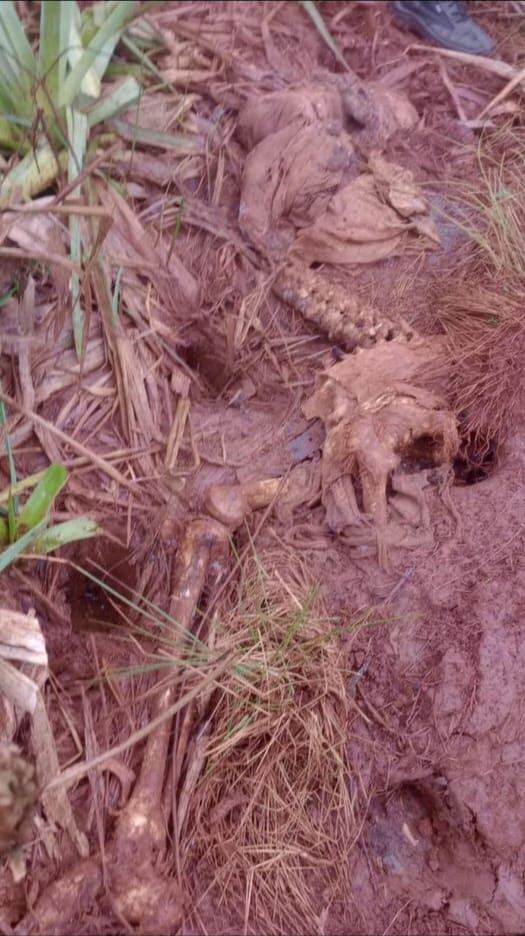 Encuentran restos humanos en un sector de campo en la localidad de Apóstoles.