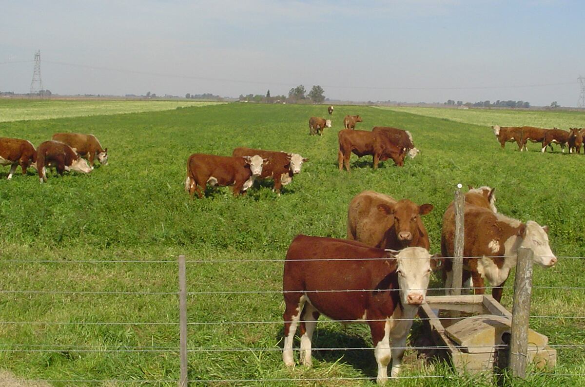 Rotación de lotes de pastura